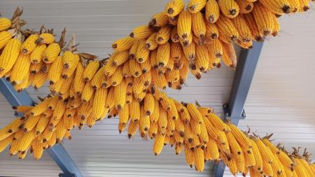 V Domu Taber je več kot 40 stanovalcev ličkalo koruzo  7